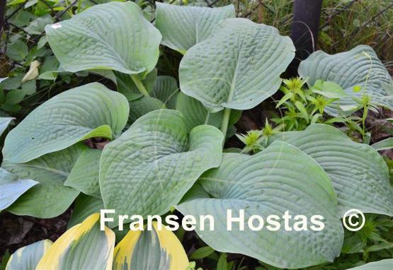 Hosta Bette Davis Eyes