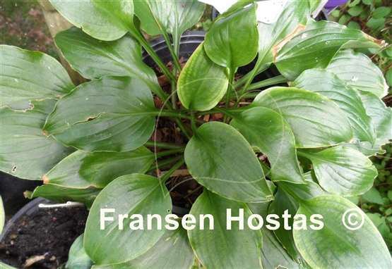 Hosta Betty