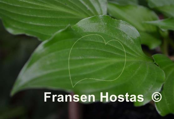 Hosta Betty
