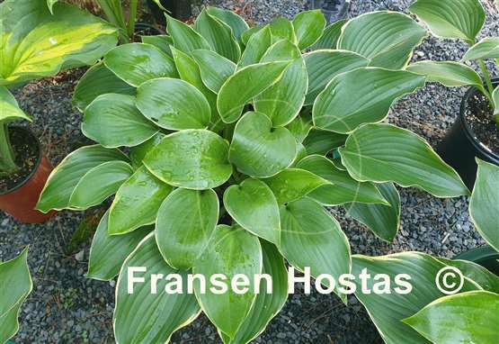 Hosta Beverly Sills