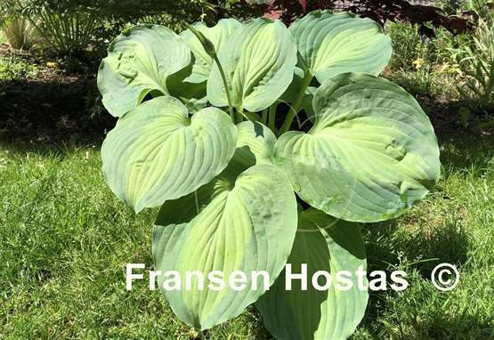 Hosta Beyond Glory