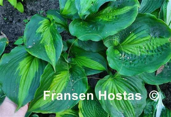 Hosta Beyond Glory