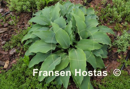 Hosta Biddy's Blue