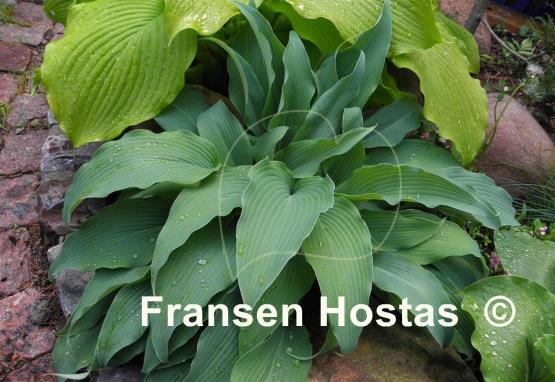Hosta Biddy's Blue
