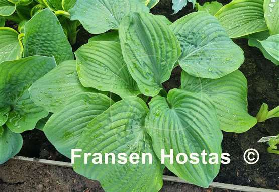 Hosta Big B