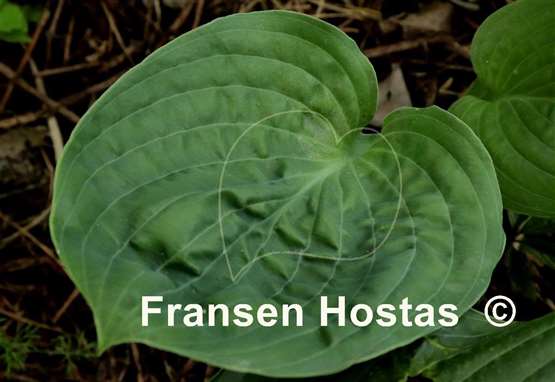 Hosta Big B