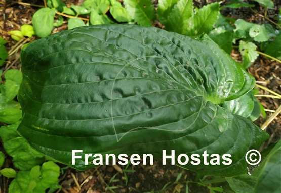 Hosta Big B