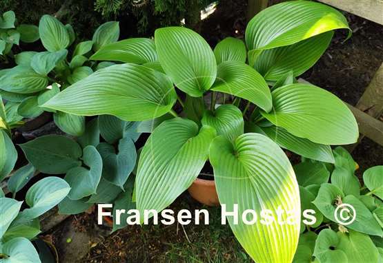 Hosta Big Bang