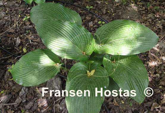 Hosta Big Bang