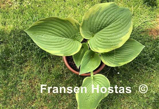 Hosta Big Beauty