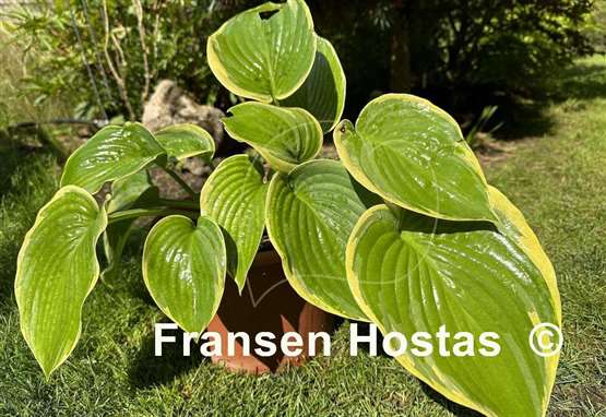 Hosta Big Beauty