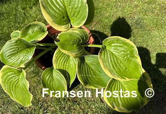 Hosta Big Beauty