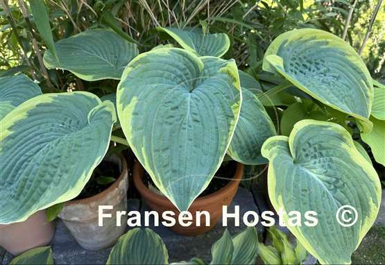 Hosta Big Beauty