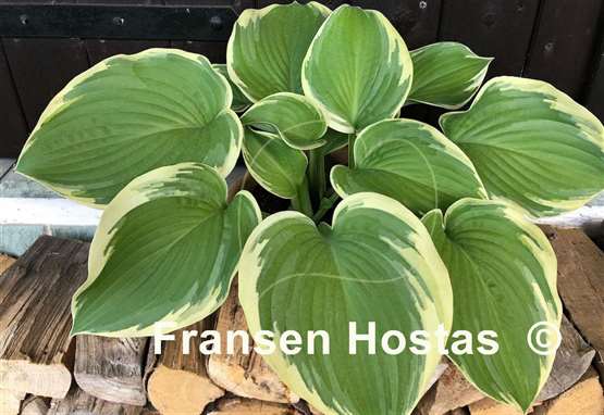 Hosta Big Beauty