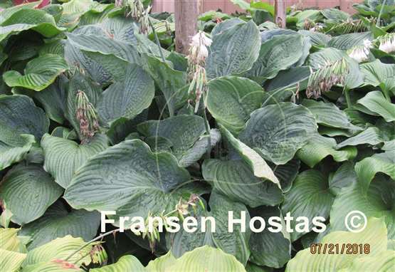Hosta Big Bubba
