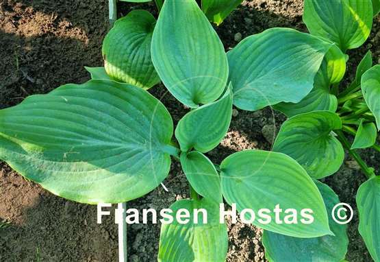 Hosta Big Bubba