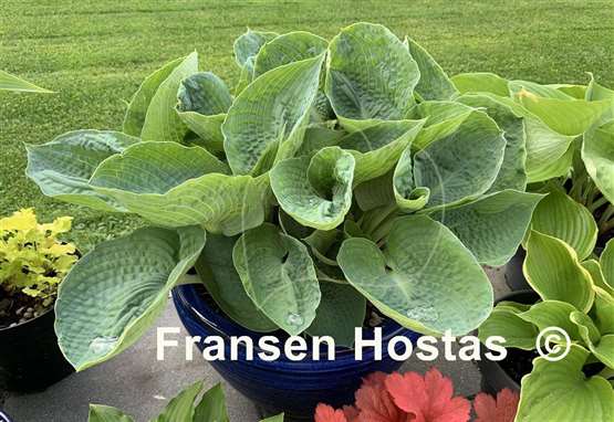 Hosta Big Daddy