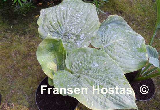 Hosta Big John