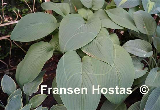 Hosta Big John
