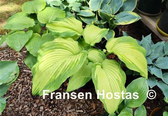 Hosta Big Performer