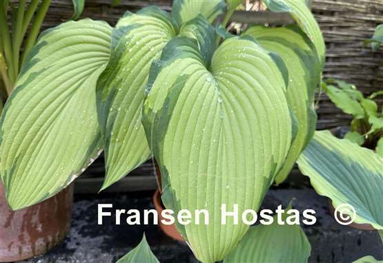Hosta Big Performer
