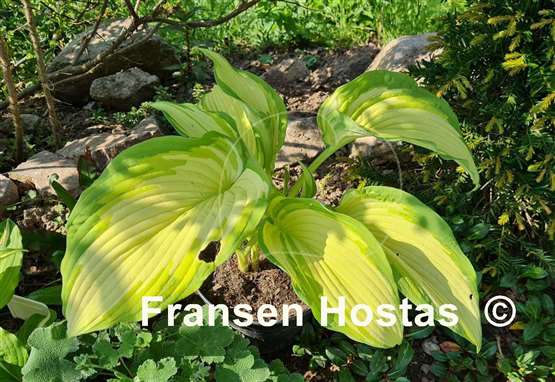 Hosta Big Performer
