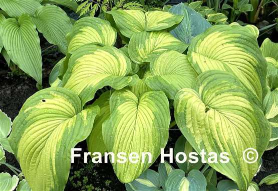 Hosta Big Performer