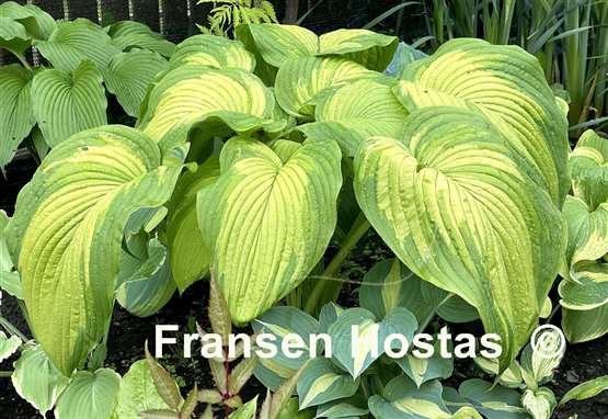 Hosta Big Performer