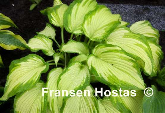 Hosta Big Performer