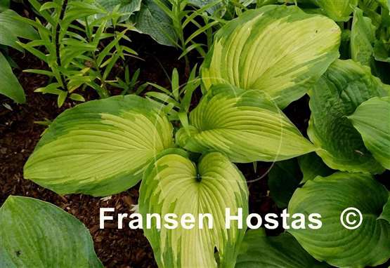 Hosta Big Performer