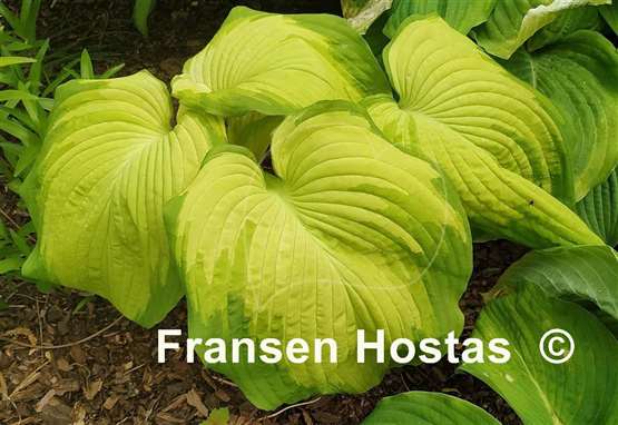 Hosta Big Performer