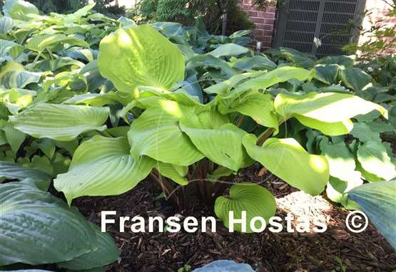 Hosta Big Red