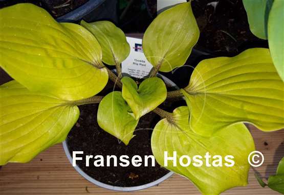Hosta Big Red