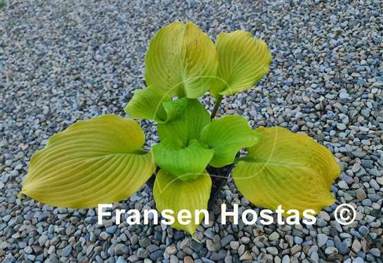 Hosta Big Red