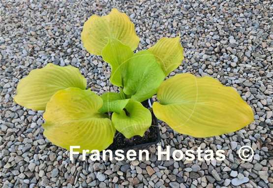 Hosta Big Red