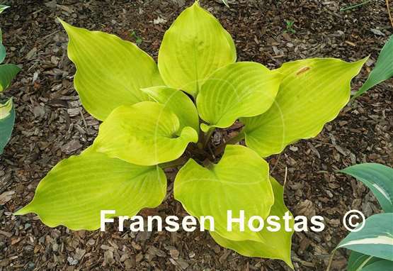 Hosta Big Red