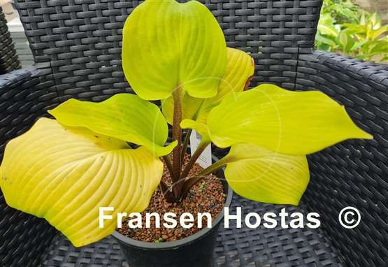 Hosta Big Red