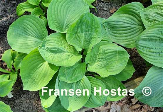 Hosta Big Top