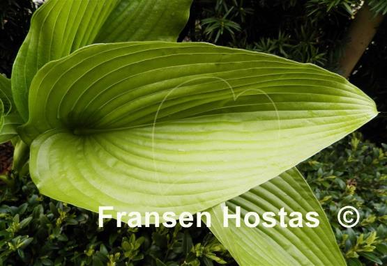 Hosta Big Bang