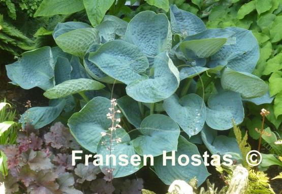 Hosta Big Daddy