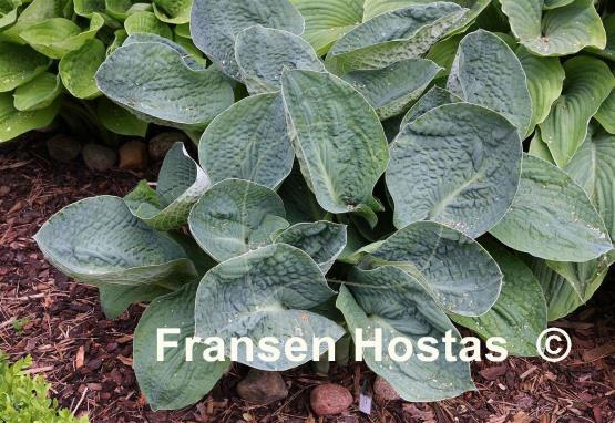 Hosta Big Daddy