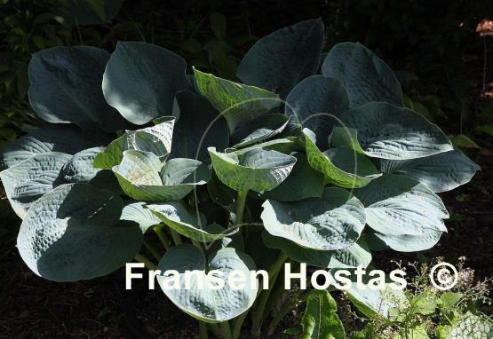 Hosta Big Daddy