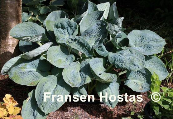 Hosta Big Daddy
