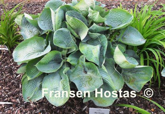 Hosta Big Daddy