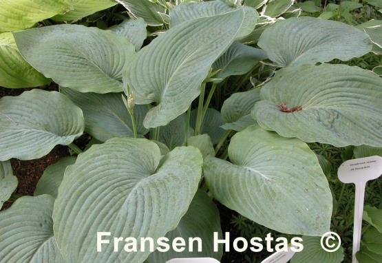 Hosta Big John