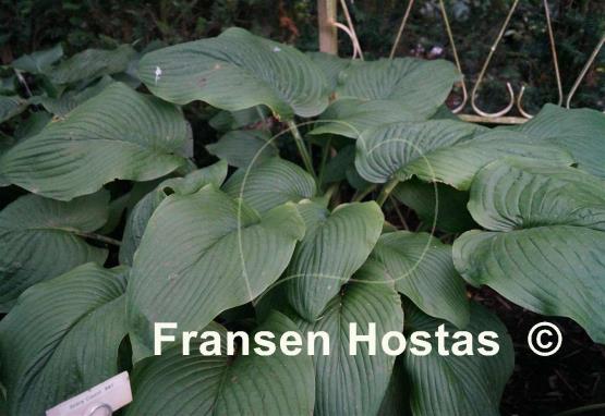Hosta Big John