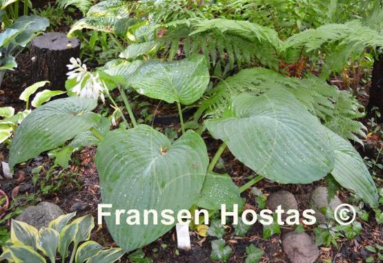 Hosta Big John