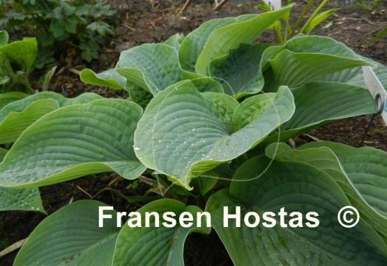 Hosta Big Mama