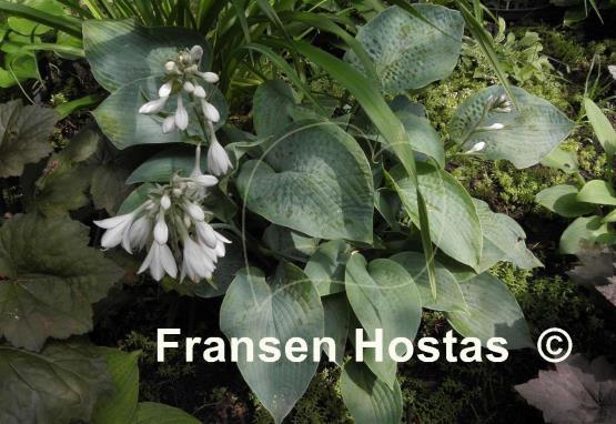 Hosta Big Mama