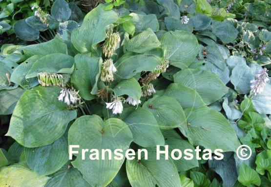 Hosta Bigfoot